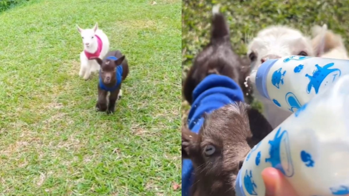 Cabritinhos correm para buscar mamadeira ao ouvir chamado da dona