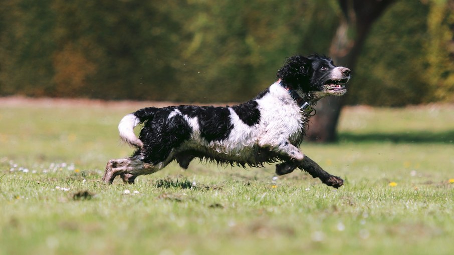 Springer spaniel inglês