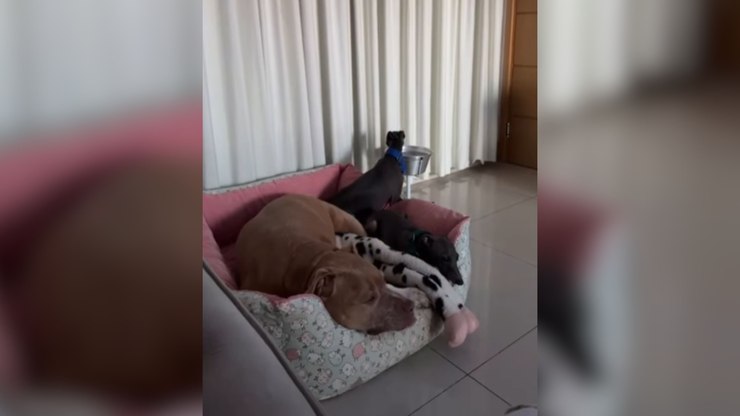 Com tranquilidade, pitbull divide cama, água e comida com galgos
