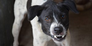 Agressividade e reatividade em cães, há diferença? Veterinária explica