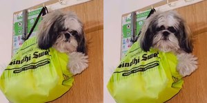Inovou? Dona mostra como limpar a casa sem o cachorro atrapalhar