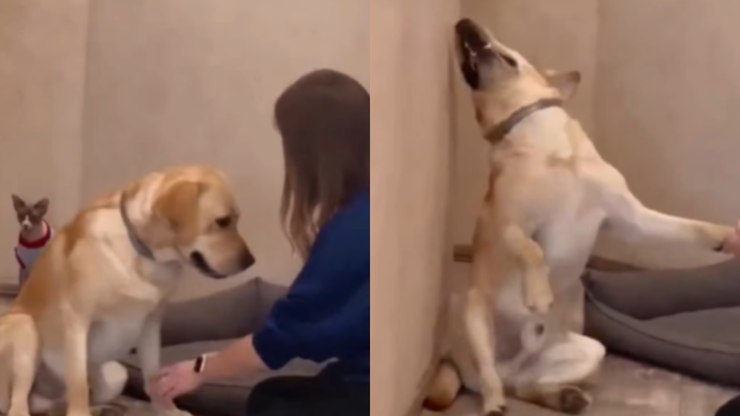 Cão ator diverte a web ao fazer drama para cortar unhas