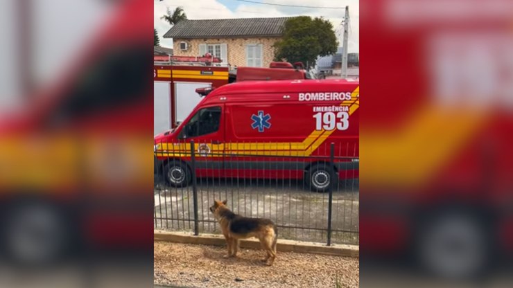 Cachorro fofoqueiro é flagrado observando incêndio na rua