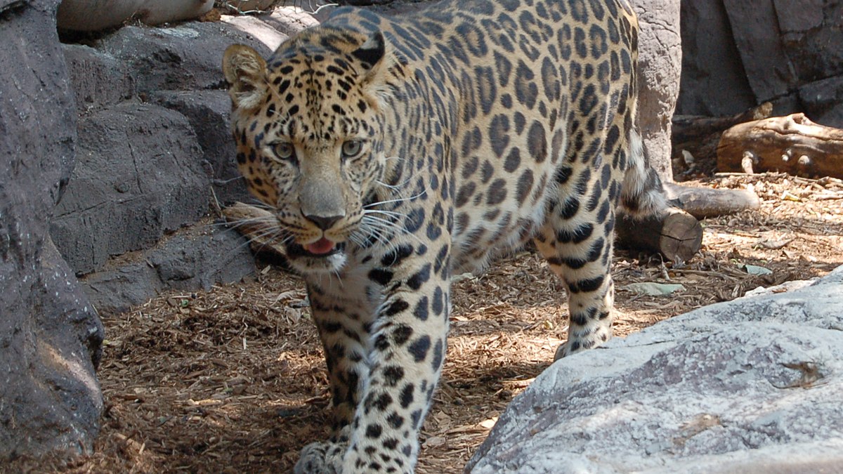 Ataques mortais do leopardo-asiático se tornaram problema frequente na Índia