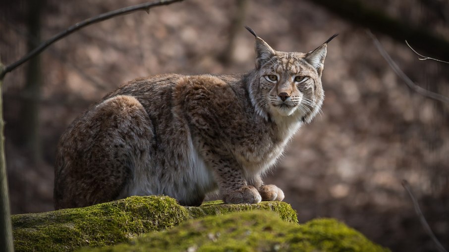 Lince europeu, um dos predadores que habitam o zoológico dinamarquês