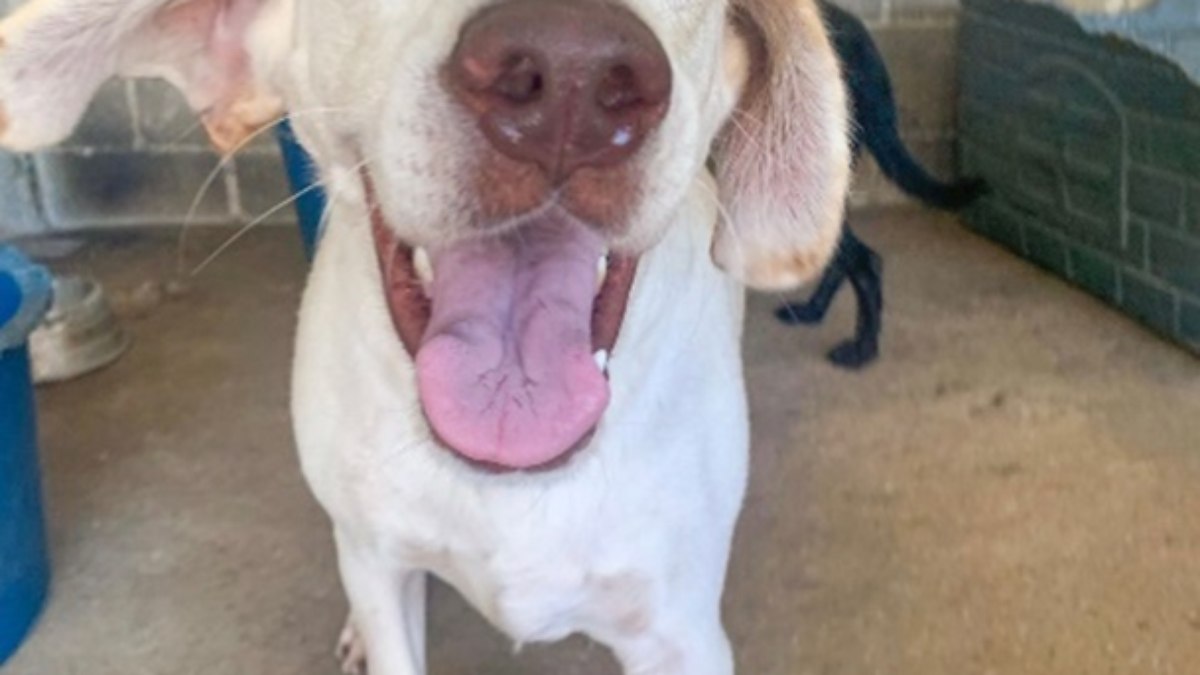 Focinho de cachorro é sujo? Focinho de cachorro é sujo?