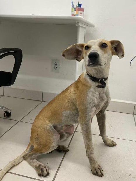 cão Jorge estava disponível para adoção no CBEA de Joinville