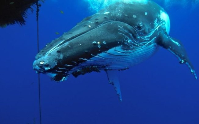 Falar com baleias pode ajudar cientistas a entender alienígenas