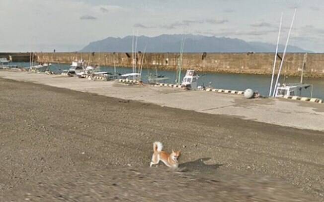 Cão persegue carro do Google Street View e protagoniza fotos hilárias