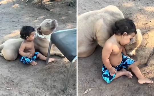 Cachorro faz companhia para menino enquanto mãe trabalha
