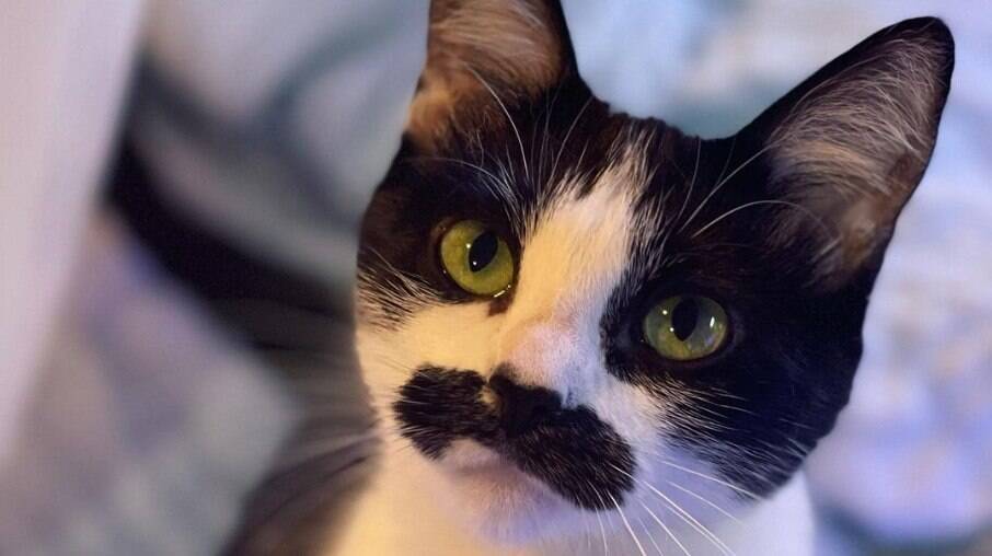 Conheça Mostaccioli, a gatinha que está sendo comparada ao Freddie Mercury