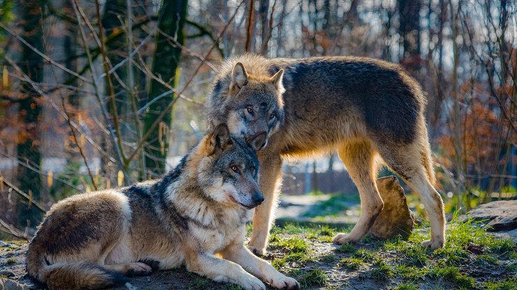 Lobos de Chernobyl: estudo revela adaptação genética à radiação