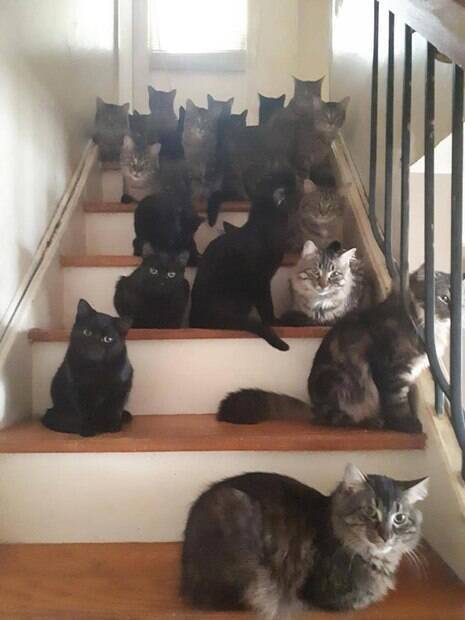 gatos em escada 