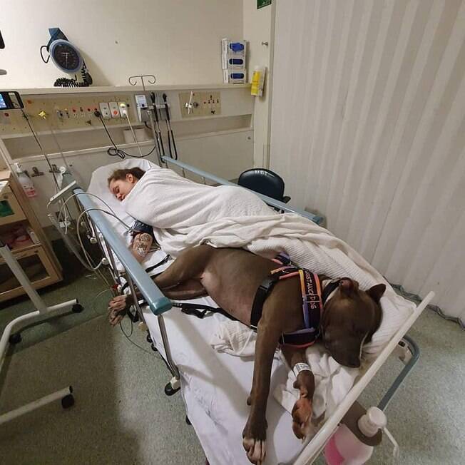 Pitbull e sua tutora no hospital