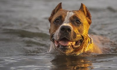 Atenção: calor forte pode colocar a vida do seu cão em risco