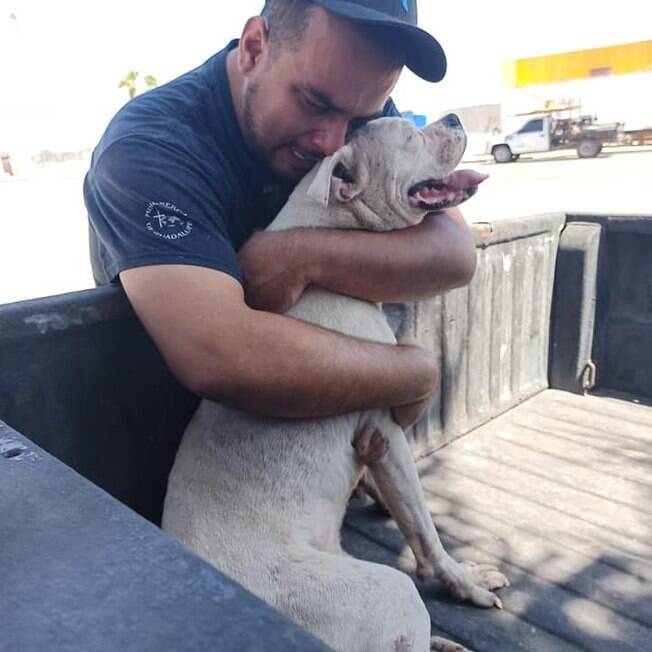 Homem leva cão para último passeio do pet partir e emociona a web