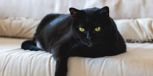 Cidade espanhola suspende adoção de gatos pretos no Halloween