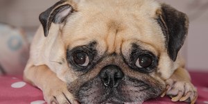 Obesidade causa câncer de mama em pets? Especialista responde dúvidas sobre doença