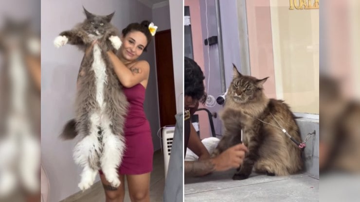 Gato%20%22tamanho%20fam%C3%ADlia%22%20chama%20aten%C3%A7%C3%A3o%20na%20web%3B%20assista