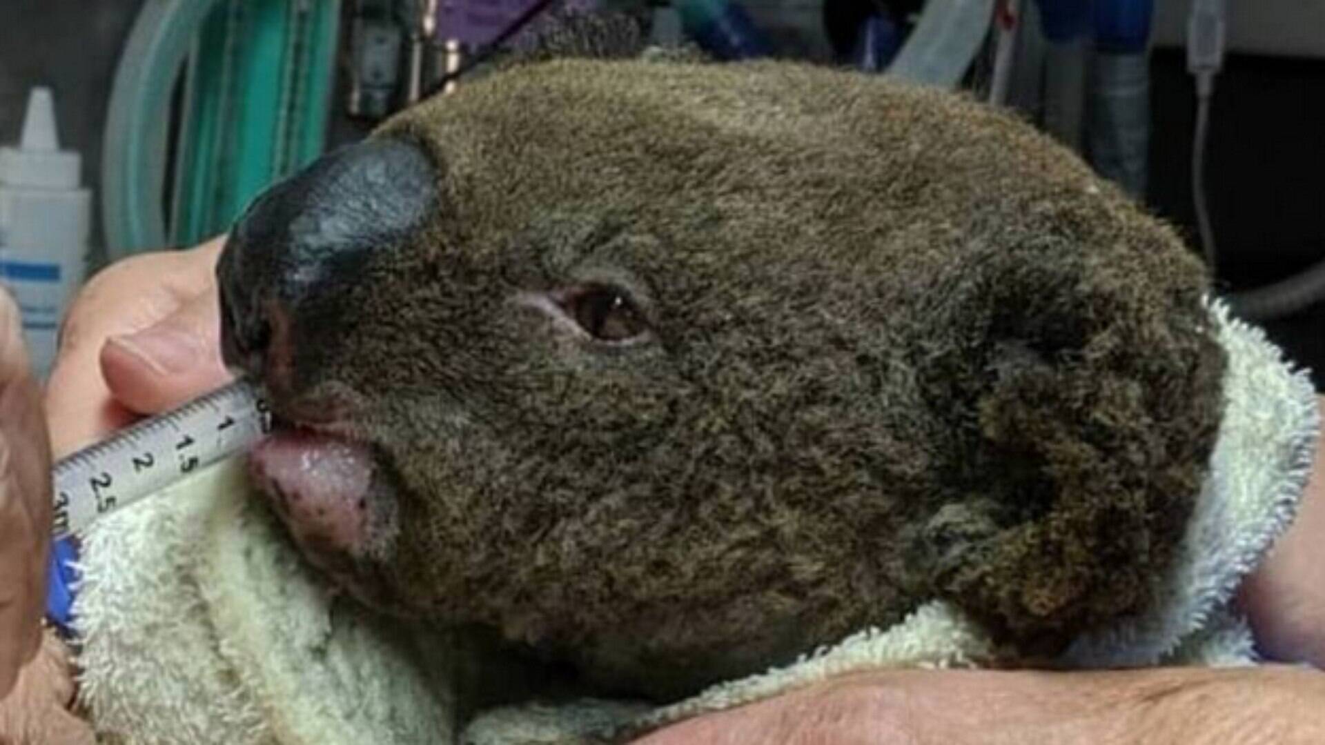 Voluntarios Fazem Mamadeiras Para Auxiliar Coalas Na Australia Meio Ambiente Ig