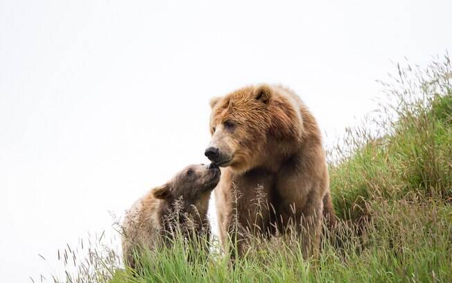 Ursa-parda de 14 anos conhecida como KJ2 foi morta após caçada de quase um mês na Itália