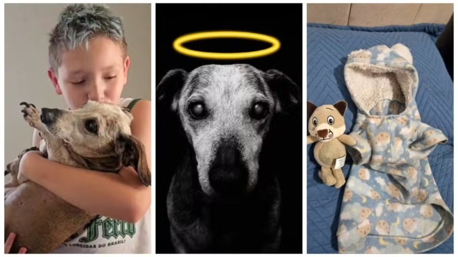 Morre aos 18 anos o cãozinho Boby, que emocionou a internet Morre aos 18 anos o cãozinho Boby, que emocionou a internet