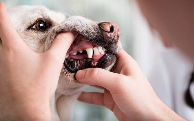 Muitos cães têm fraturas dentárias causadas por brinquedos ou petiscos muito rígidos