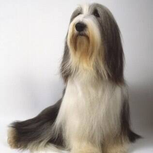 Magazine para cães: Raças de cães: Tudo sobre o Bearded collie