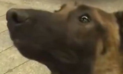 Cão farejador encontra haxixe ao vivo durante reportagem na TV