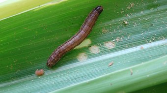 Cientistas%20descobrem%20como%20milho%20atrai%20lagarta-do-cartucho