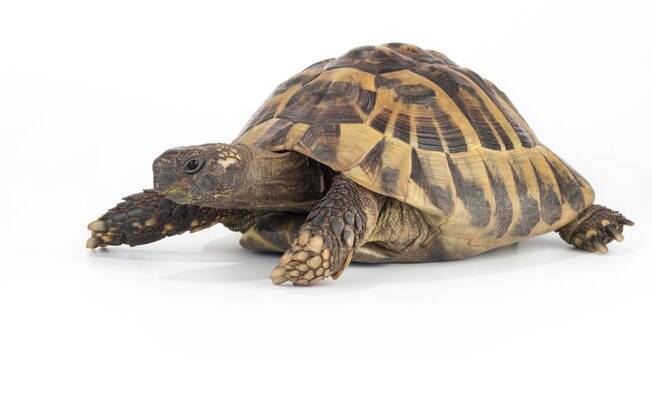 As tartarugas vivem em média 40 anos