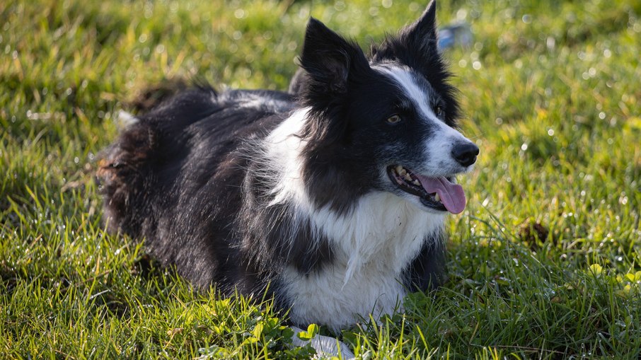Border collie Border collie
