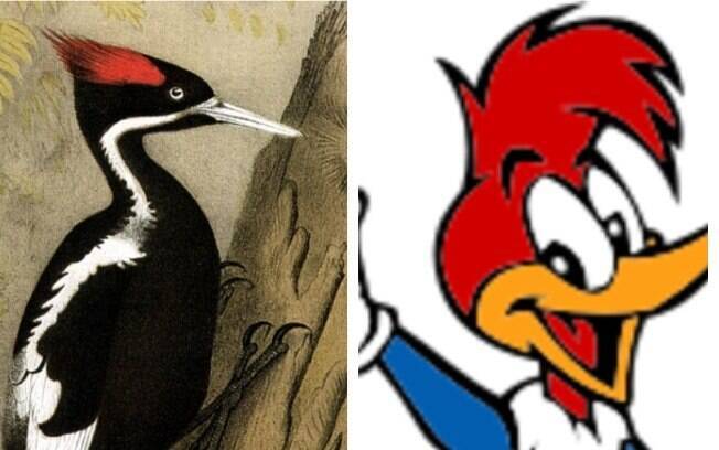 Pica-pau-bico-de-marfim e Pica-Pau: pássaro inspirou desenho animado que é sucesso no Brasil