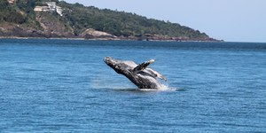 Temporada de baleias em São Sebastião deve atrair 13 mil turistas