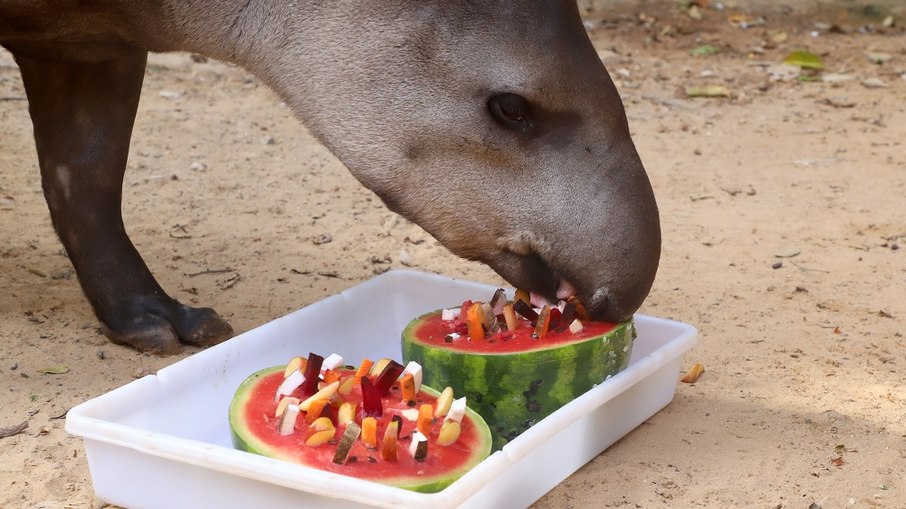 Oferecer melancias com pedaços de frutas incentiva os animais a se movimentarem e explorarem diferentes formas de obter comida