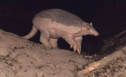 Tatu-canastra gigante é flagrado em estrada do Tocantins