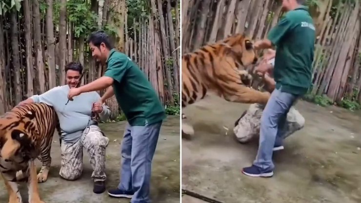 Turista%20tenta%20tirar%20selfie%20com%20tigre%20e%20%C3%A9%20atacado%3B%20assista