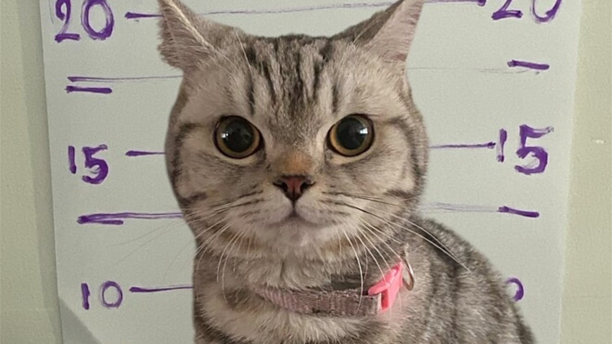 Gatinha é “fichada” após arranhar policiais na Tailândia Gatinha é “fichada” após arranhar policiais na Tailândia