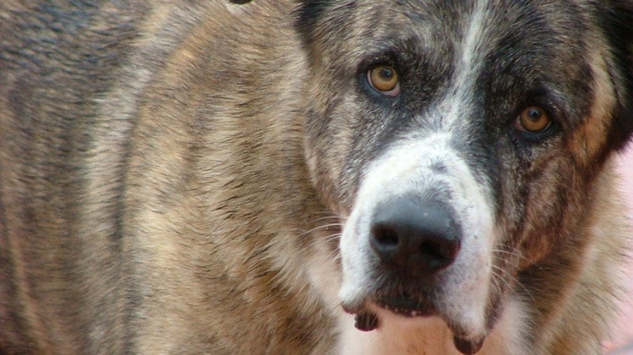 Rafeiro do Alentejo, um cão de grande porte que atinge sua maturidade após os 2 anos de vida