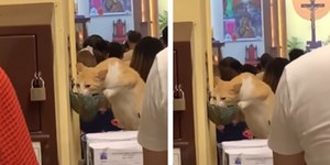 Gato aproveita descuido de fiéis e bebe água benta em igreja