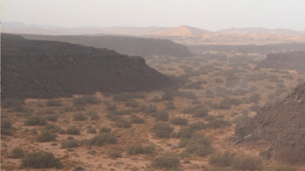 Os gatos-da-areia gostam de desertos com areia, áreas rochosas e regiões com vegetação esparsa Os gatos-da-areia gostam de desertos com areia, áreas rochosas e regiões com vegetação esparsa