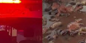 Mulher mata marido e cozinha órgão genital com feijão no Acre