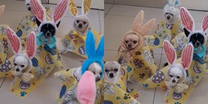 Pets na Páscoa: brincadeiras e cuidados com o chocolate
