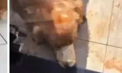 Golden Retriever é agredido com boca e patas amarradas no Paraná