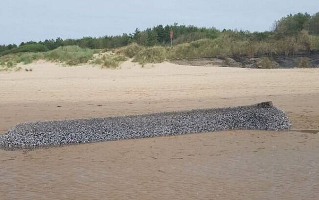 O País de Gales está intrigado: seria essa misteriosa criatura, que surgiu em uma praia, um verdadeiro ET?