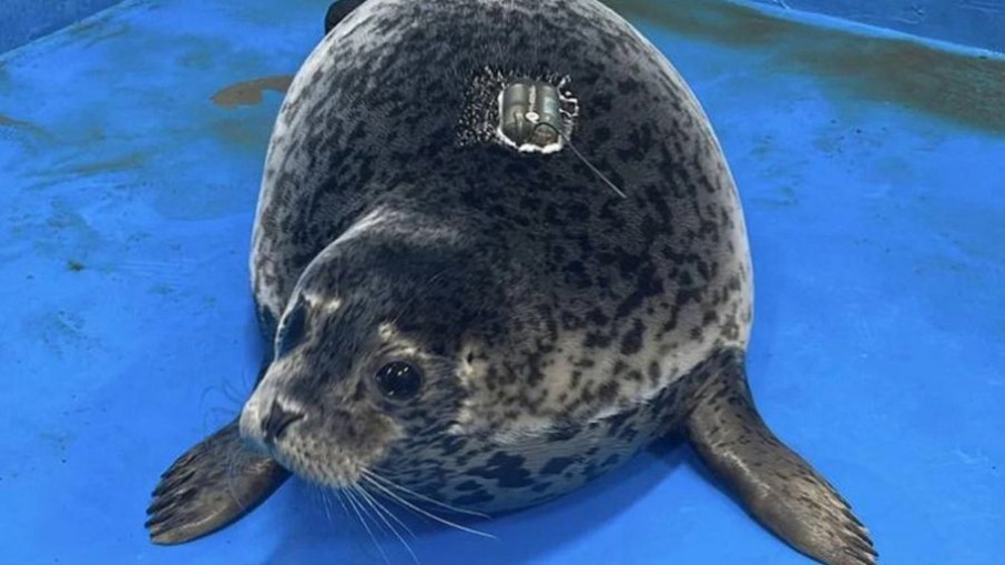 Foca Nana Foca Nana