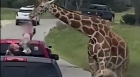 Girafa morde e 