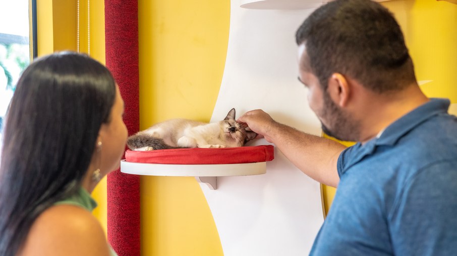 Os visitantes poderão interagir e brincar com os gatinhos durante o evento