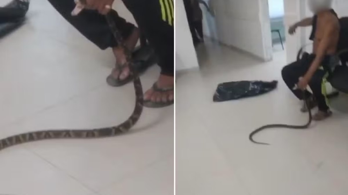 Um homem, de 58 anos, levou uma cobra jararaca à UPA de Guarujá (SP) após ser picado pela serpente