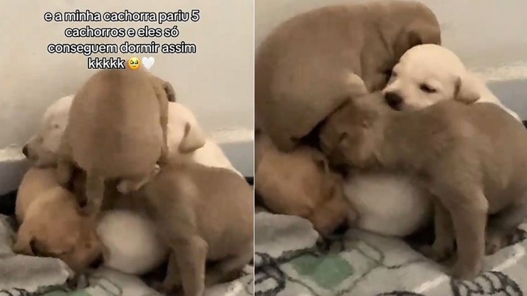Cachorrinhos%20encontram%20jeito%20inusitado%20para%20dormir%20juntinhos